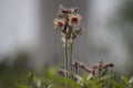 Chinese Wild flower